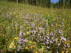Gentianella bulgarica