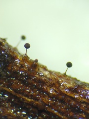 Macbrideola martinii