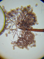 Macbrideola martinii