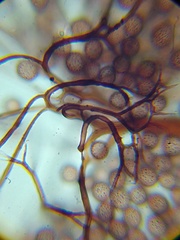 Macbrideola martinii