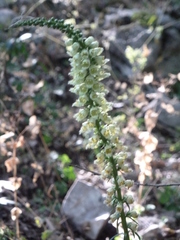Digitalis ferruginea