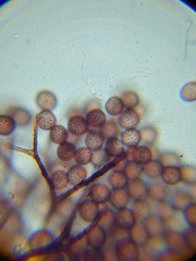 Macbrideola martinii