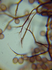 Macbrideola martinii