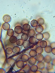 Macbrideola martinii