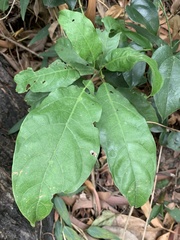 Sterculia lanceolata