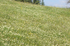 Trifolium pannonicum