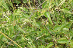 Poecilimon thoracicus