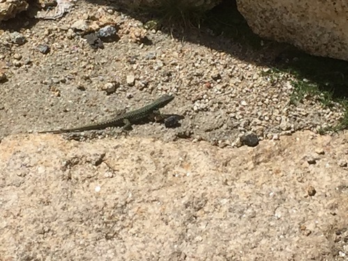 Iberolacerta monticola