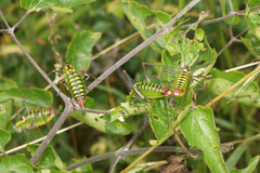 Poecilimon thoracicus