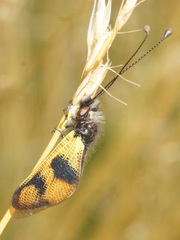 Libelloides macaronius