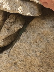 Iberolacerta monticola