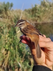 Acrocephalus melanopogon