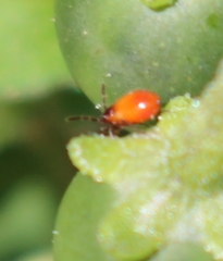 Spilostethus furcula
