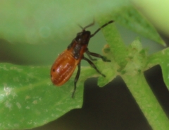 Spilostethus furcula