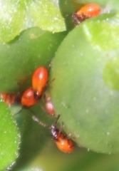 Spilostethus furcula