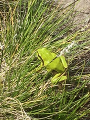Hyla molleri