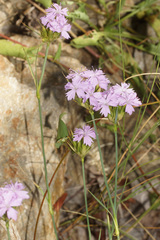 Dianthus moesiacus