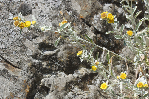 Pentanema aschersonianum