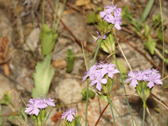 Dianthus moesiacus
