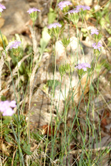 Dianthus moesiacus
