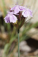 Dianthus moesiacus