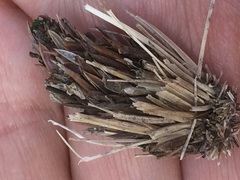 Oiketicoides febretta