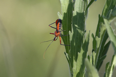 Poecilobdallus formosus