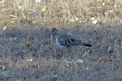 Geophaps scripta peninsulae