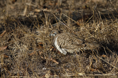 Geophaps scripta peninsulae