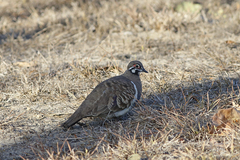 Geophaps scripta peninsulae