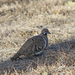 Northern Squatter Pigeon - Photo (c) Steve Dew, some rights reserved (CC BY-NC), uploaded by Steve Dew