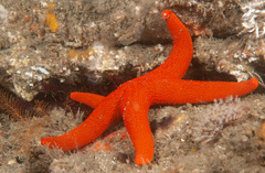 Fromia polypora