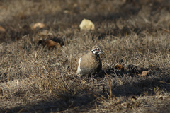Geophaps scripta peninsulae
