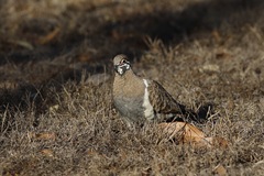 Geophaps scripta peninsulae