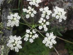 Conopodium