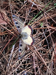 Archon apollinus bellargus