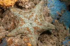 Anthenea sidneyensis