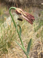 Fritillaria