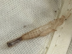 Enallagma cyathigerum