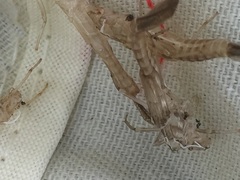 Enallagma cyathigerum