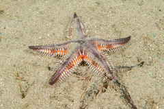 Astropecten polyacanthus