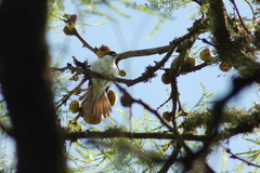 Xenopsaris albinucha