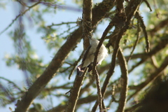 Xenopsaris albinucha