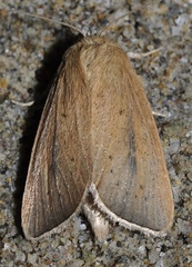 Sesamia nonagrioides