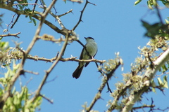 Xenopsaris albinucha