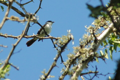 Xenopsaris albinucha