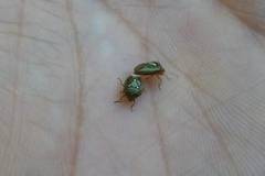 Hellica nitida