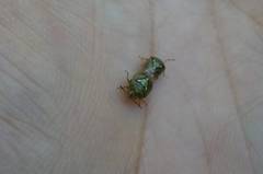Hellica nitida