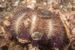 Temnopleurus alexandri