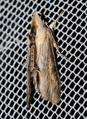 Shargacucullia thapsiphaga